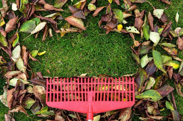 raking leaves off grass using plastic rake