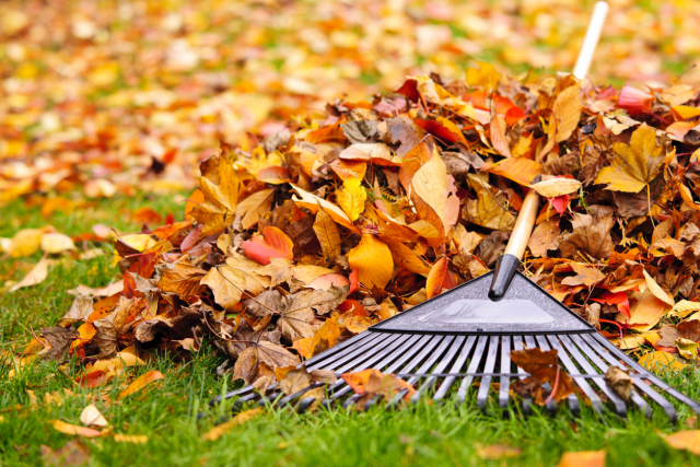 clearing leaves off artificial grass using a plastic rake