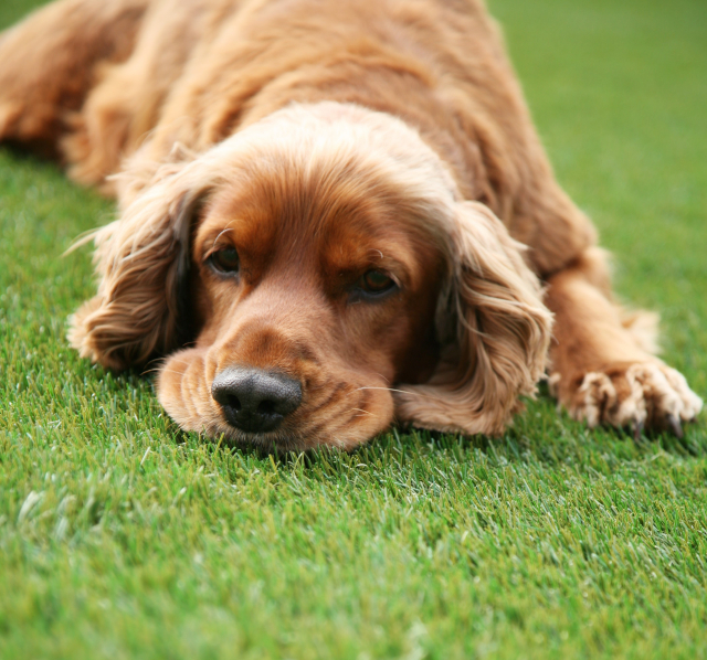 do dogs eat artificial grass